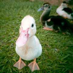 สบายดีไหม - kick kick