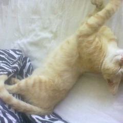 Frutty LOOPS Morning play