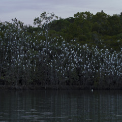 A night in the North Queensland mangroves