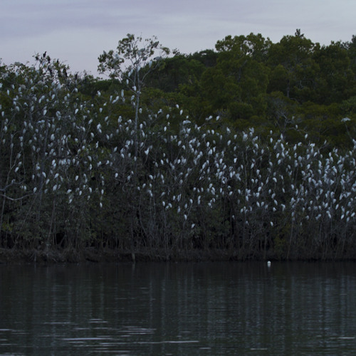 A night in the North Queensland mangroves