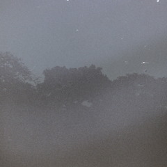 Found This in the Forest