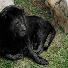 Hagan el Bien Soul Collecta Feat Dread Fer