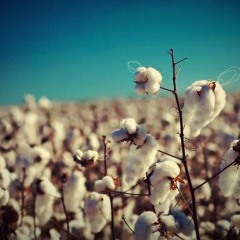 Lump & LuL - Cotton Wool - Sep 2012