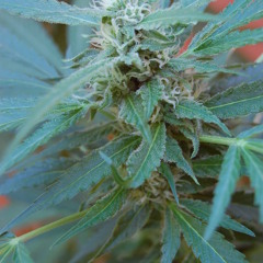 fumando widow··"·· keftaboys