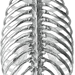 hEAD sHOT bOYZ  -  Rib Cage