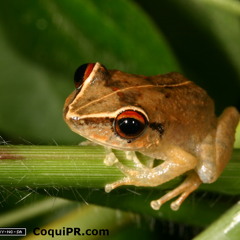 Coquí: The Sounds of Puerto Rico