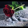 Omar Faruk Tekbilek Last Moments Of Love Mp3