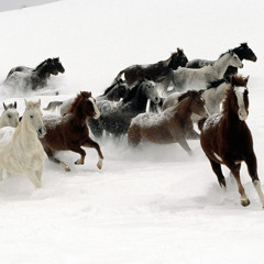 روحي الشريدة-علي الدلفي