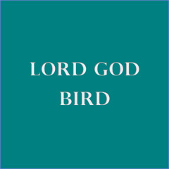 Lord God Bird - Sufjan Stevens (Cover)