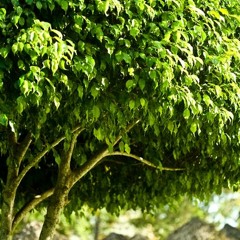 Jeff Service_Ficus Tree Music Mix Show 9-3-12   *free download*