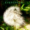 evergreen-shamrockjustice