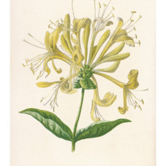 Flying Buttresses - Honeysuckle pussy