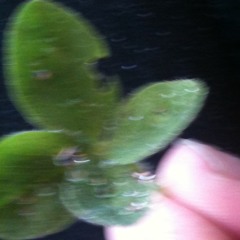 8. Bedtime-Irish Harp Instrumental