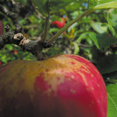 Oren Ambarchi - Touch Radio 55