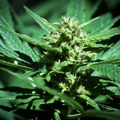 ECSTRA FT OSIR & PABLOKE - SMOKING SHIT ALL DAY