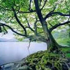 Tree by the River (Iron & Wine cover)