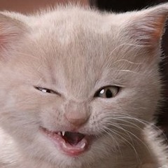 Кошки не похожи на людей!!