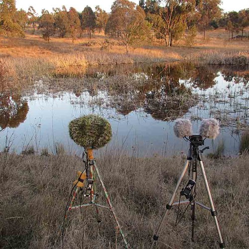 TELINGA SOUNDSCAPE MIC (SSM) VS SASSLITE