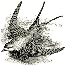 Fear Is A Man's Best Friend (John Cale cover)