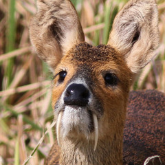 CHINESE WATER DEER (ILL VILLIAN & CITIZEN)(PROD. EDISON)