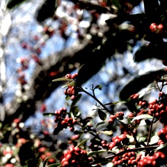 Variations on an Anatolian Folk Song