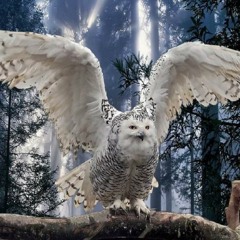 "Wildwood Whispers" by Monika Stadler & Harald Peterstorfer