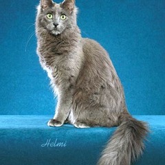 The Turkish Angora