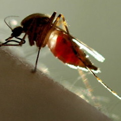 MOSQUITO SONG Queens of the stone age Cover