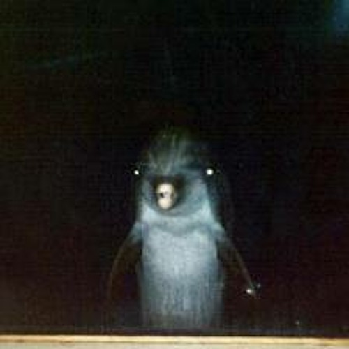 Dolphin Rape Cave - Letput