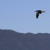 Artwork for Shorebirds