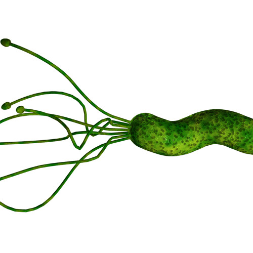 Helicobacter pylori