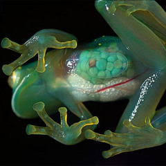 Glass Frog-Cochranella albomaculata