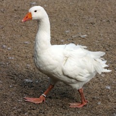 Husí morálka (album Nevydáno)