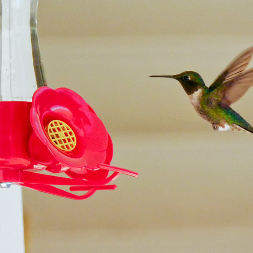 Ruby-throated hummingbirds, bees and a wind chime