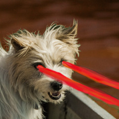 Red Lasers