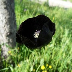 Sharon's Gate- Nine Black Poppies [The Mountain Goats]