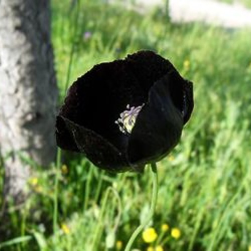 Sharon's Gate- Nine Black Poppies [The Mountain Goats]