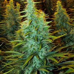 Yazzer G ft Pimpi - Mi No Ta Pase