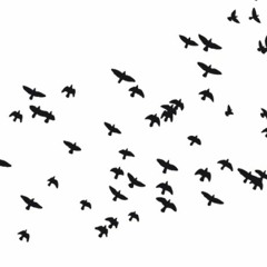 150912mbaskind_turmzimmer_likebirdz_record_release_party/