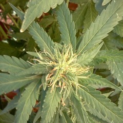 51-50 /too A Verbal Kent Beat../SKIMASKPRO. L.I.R.