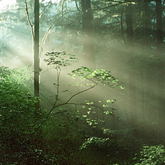 Ciranda Floresta & Beijaflor sounds