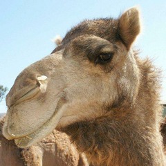 Cripple Clerk - Subba (soundcloud mix)