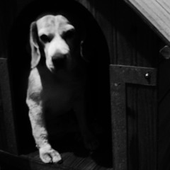 Sonhando Com Pernilongos