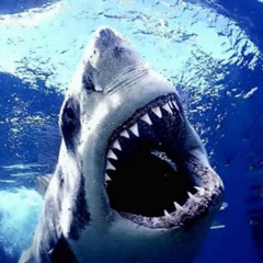 Stay Out Of The Water