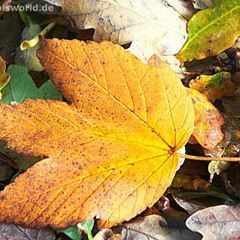 Björk - Joga (autumnal rmx merlin ratzlimon)