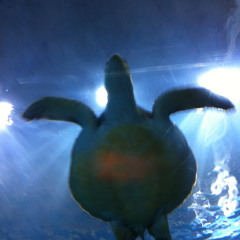 Samuel Tate - Window Panes