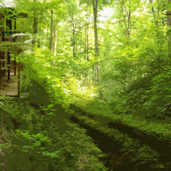 Into the Forest
