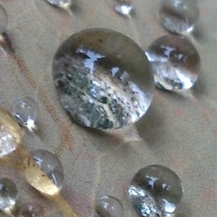 Ear Cells Dying by Neptune Skyline