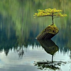 tree of life