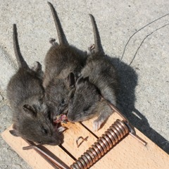 SNITCHIN STILL AINT KOOL- ft J.HOOD